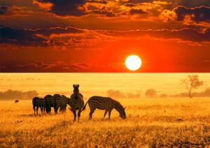 pacote-viajar-turismo-africa-cape-town-kruger-park-safari
